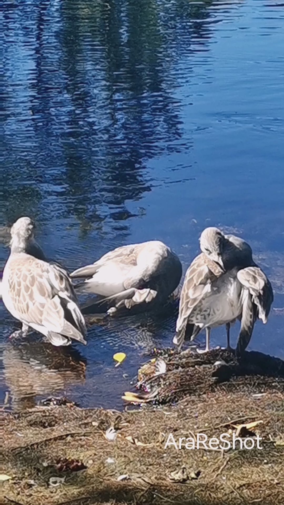 Seagulls Resting Along the Lakeshore