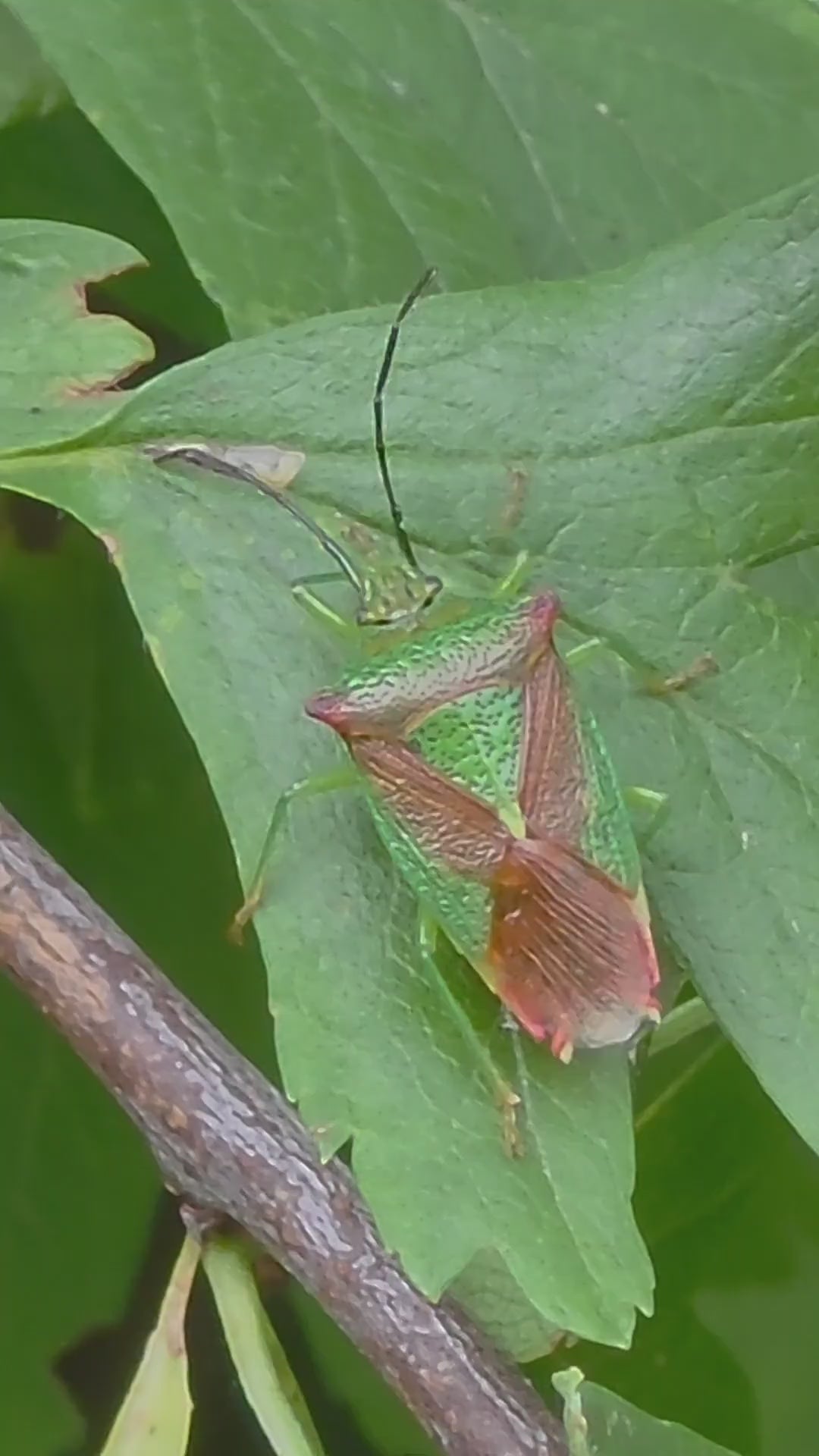Vibrant Shield Bug Walking on Green Leaf: Ultra HD Macro Video Footage