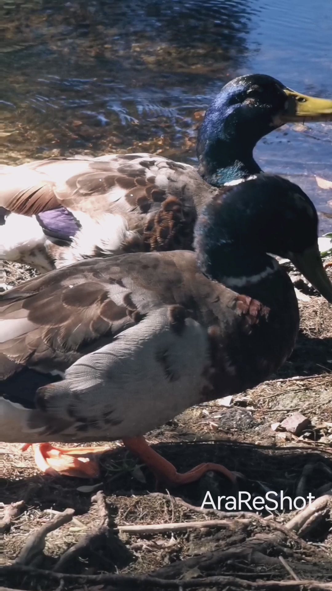 Close-Up of Mallard Ducks by the Water