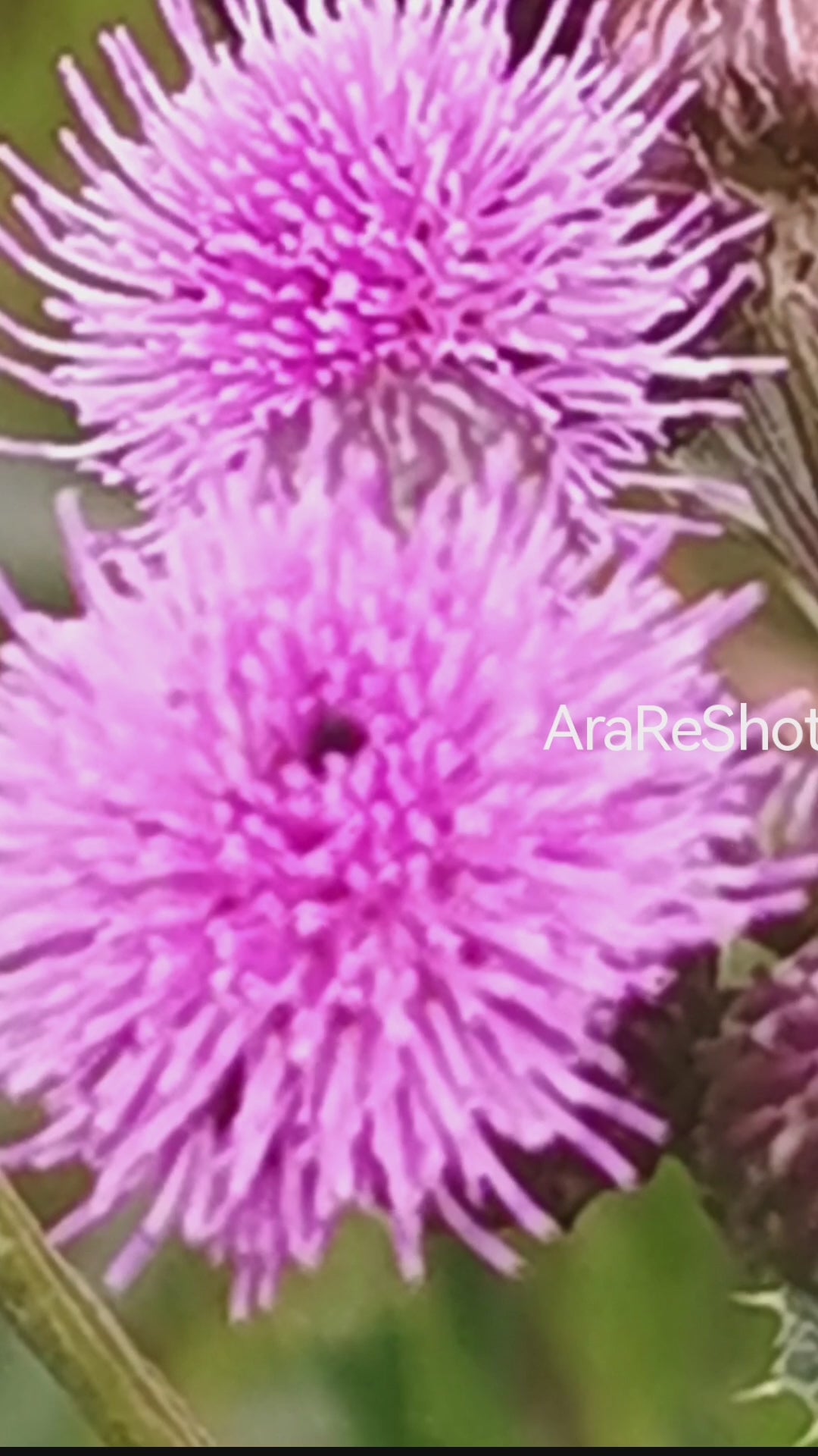Tiny Insect on Wild Thistle Flowers | Nature Reel | Sweden | AraReShot