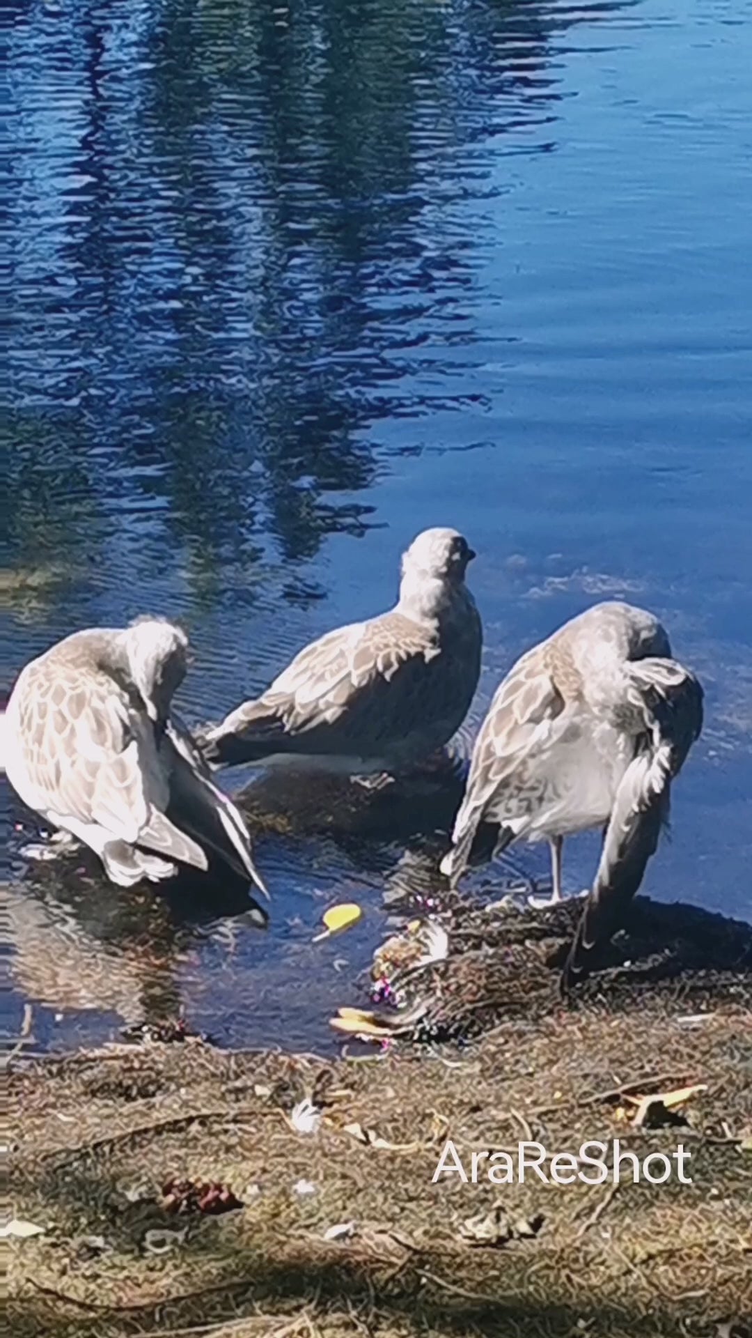 Coastal Birds Feeding at Sunrise