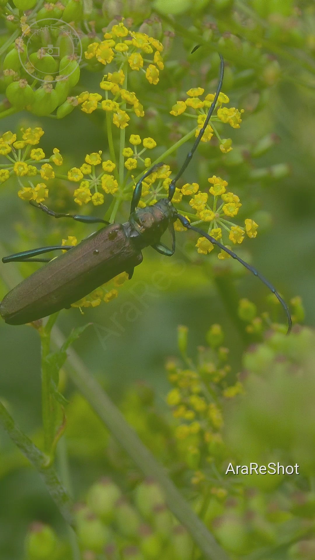 Metallic Longhorn Beetle on Yellow Flowers Macro Footage – Digital Download