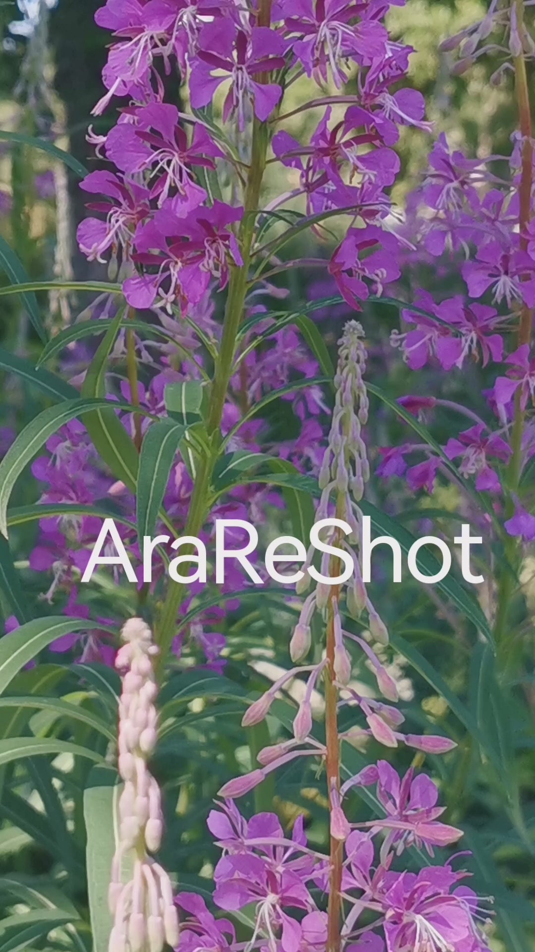Purple Wildflowers Blooming in Nature