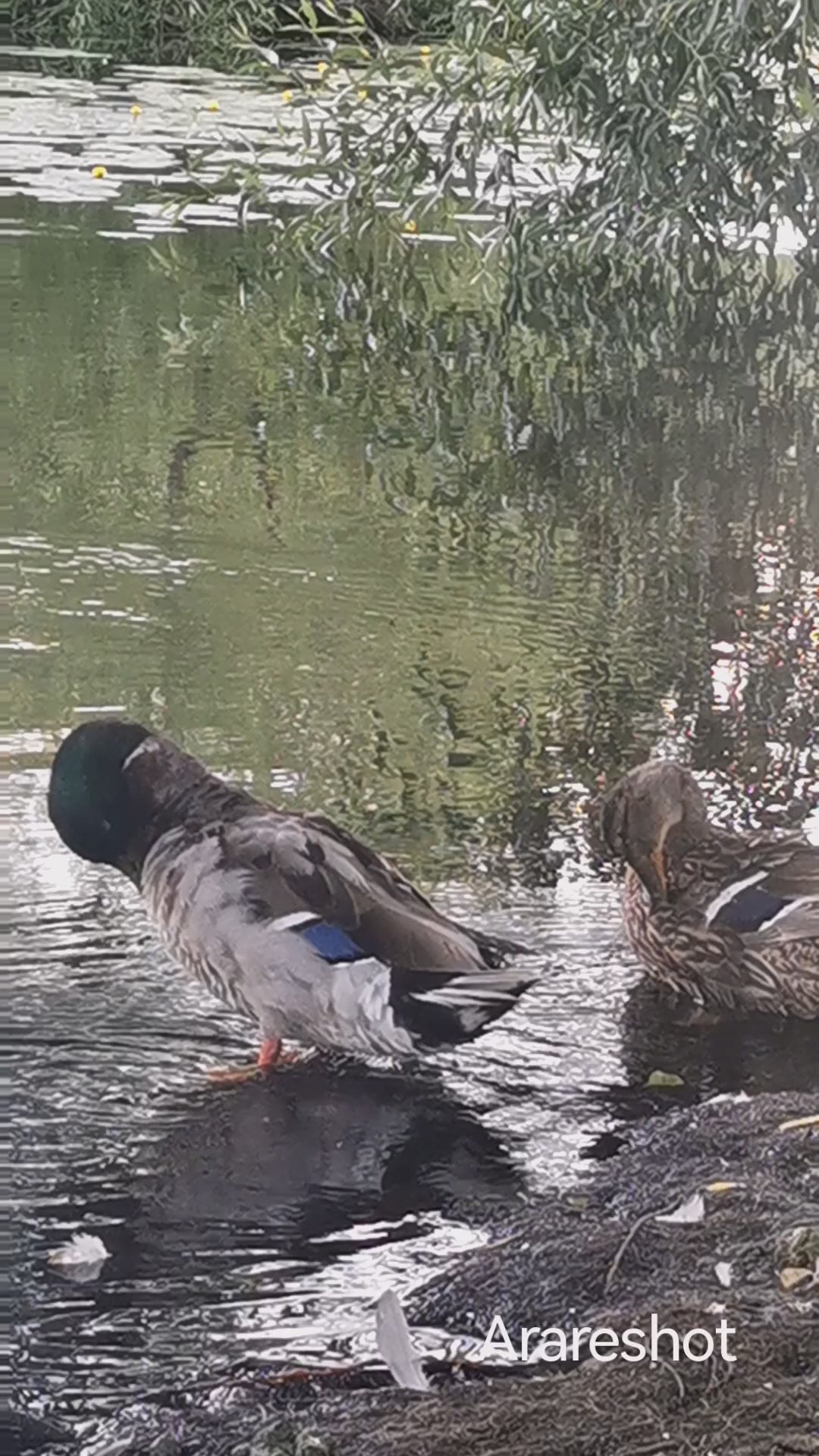 Mallard Ducks by the Water | Wildlife Nature Video | Sweden | AraReShot