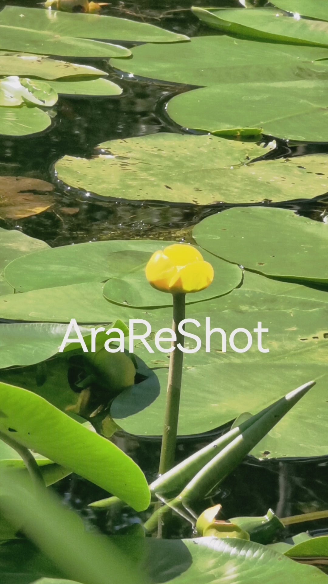 Yellow Water Flower Among Lily Pads