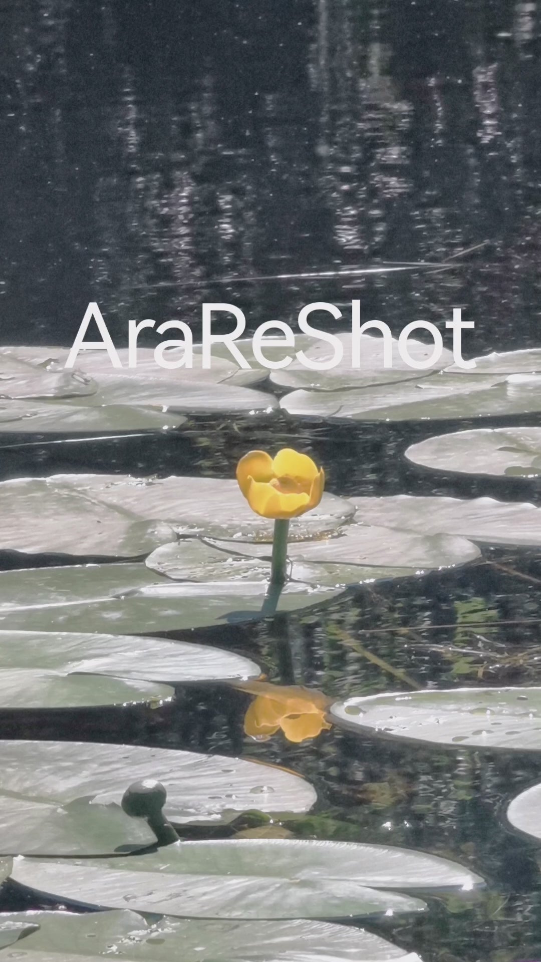 Yellow Water Lily on a Calm Lake